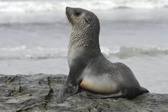 Framed Print : WAT-17155. WAT-17115. Antarctic Fur Seal Framed Print : WAT-17155. WAT-17115. Antarctic Fur Seal