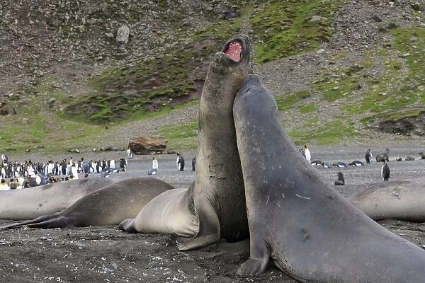 WAT-17369. Southern Elephant Seal - combat between two males - Saint Andrew