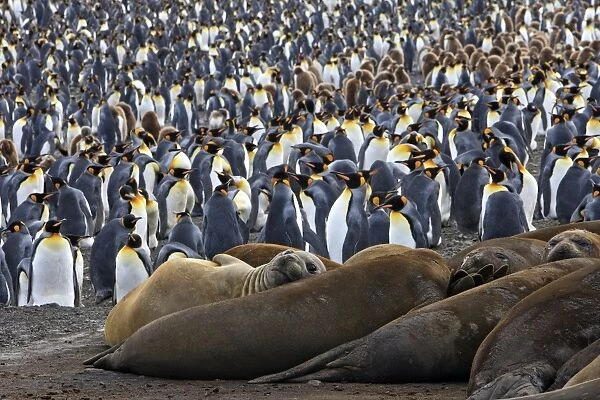 WAT-17386. Southern Elephant Seal - and Penguin colony - Saint Andrew - South Georgia