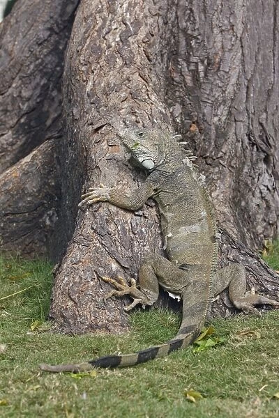 WAT-17601. Green iguana. Park of Iguanas - Guayaquil - Ecuador. Iguana iguana. M. Watson