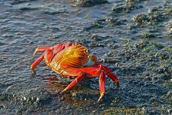 WAT-17632. Sally Lightfoot Crab. Galapagos Islands. Grapsus grapsus. M. Watson