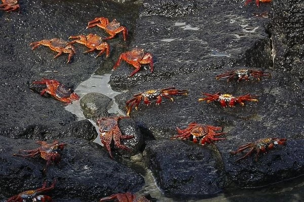 WAT-17633. Sally Lightfoot Crab. Galapagos Islands. Grapsus grapsus. M. Watson