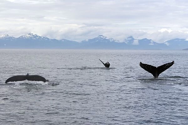 WAT-17782. Humpback Whale - inside Passage - Alaska