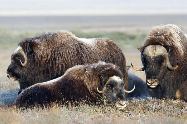 WAT-17826. Muskox - male on the right - Nome - Alaska