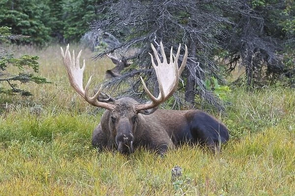 WAT-17887. Moose - male 5-7 years old - Seward Peninsula - Alaska