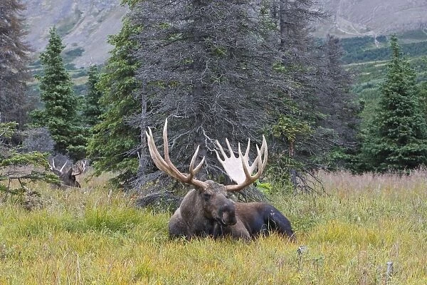 WAT-17889. Moose - male 5-7 years old - Seward Peninsula - Alaska