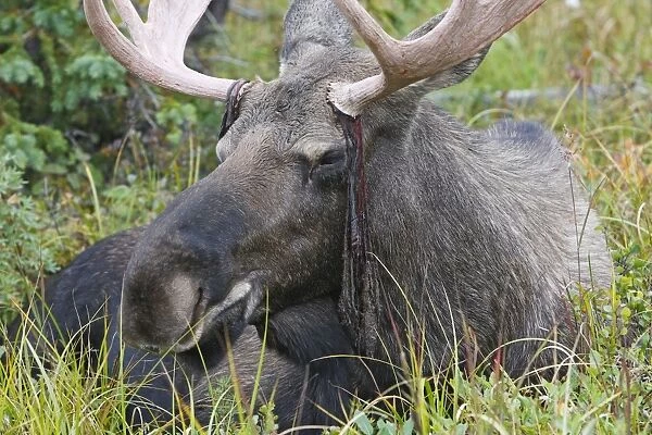 WAT-17890. Moose - male about 3 years - losing his velvet - Seward Peninsula - Alaska