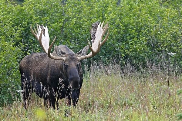 WAT-17893. Moose - male 5-7 years with the remains of velvet - Seward Peninsula - Alaska