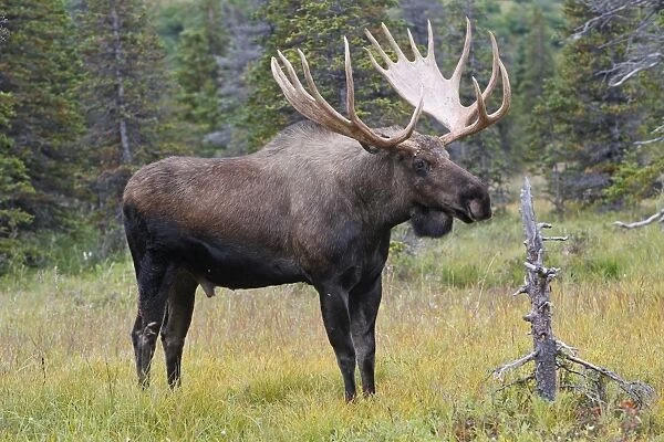 WAT-17895. Moose - male 5-7 years - Seward Peninsula - Alaska