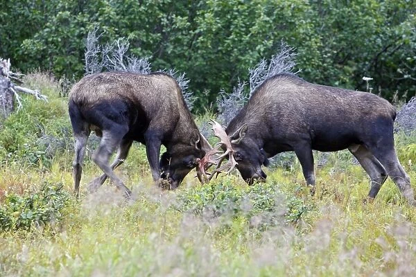 WAT-17900. Moose - males approximately 2 to 3 years old - fighting - Alaska