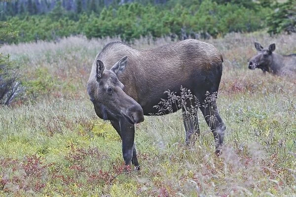 WAT-17904. Moose - female - Alaska