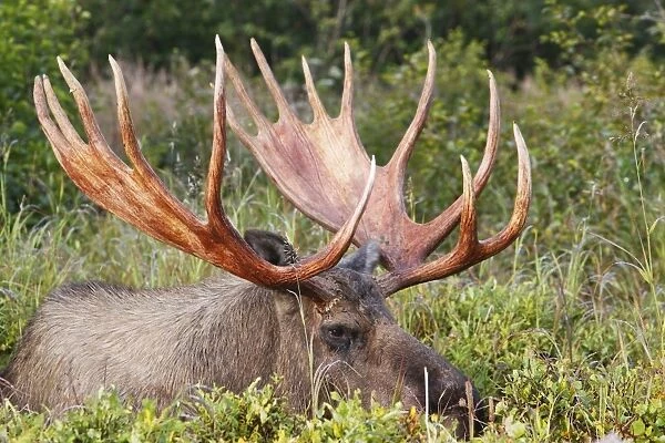 WAT-17905. Moose - 5-7 year old male - Alaska