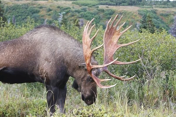 WAT-17906. Moose - 5-7 year old male - Alaska