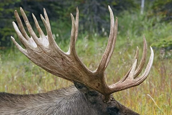 WAT-17910. Moose - 5-7 year old male - Seward Peninsula - Alaska