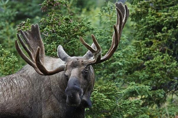 WAT-17913. Moose - 5-7 year old male with velvet - Alaska