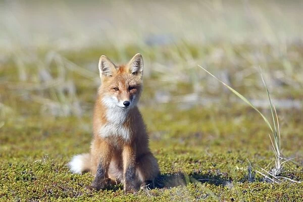 WAT-17932. Red Fox - young - Seward Peninsula - Alaska