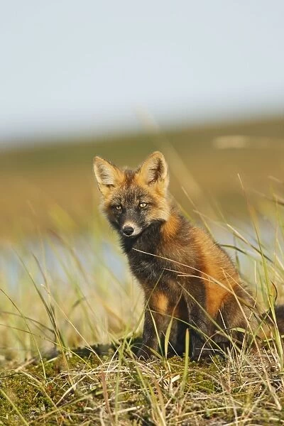 WAT-17939. Red Fox - young - dark phase - Seward Peninsula - Alaska