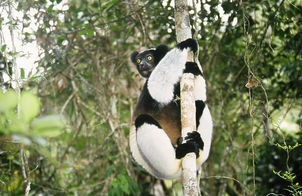 WAT-2481. Indris. Perinet Indris Reserve, Madagascar