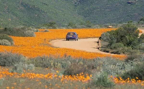 WAT-3024. South Africa - orange daisies (Dimorphotheca sinuata). Namaqualand, South Africa