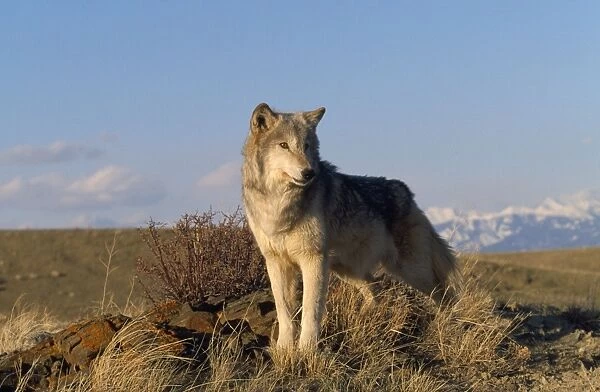 Wolf. WAT-3883. WOLF - AGAINST BLUE SKY. Canis lupus