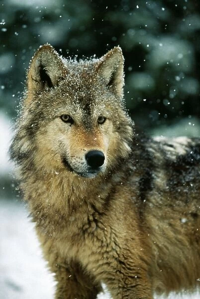 Wolf. WAT-4206. WOLF - in falling snow. Canis lupus