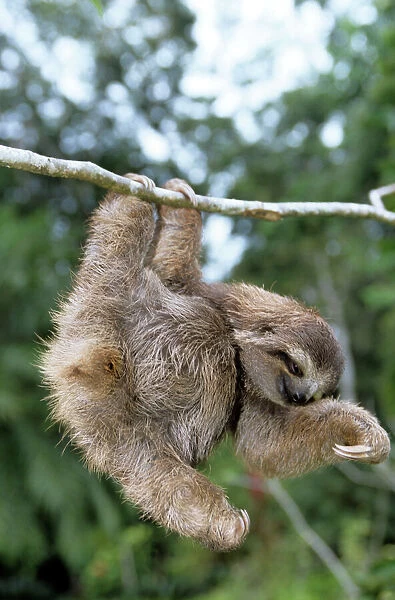 WAT-4687. Brown-throated 3-toed Sloth - Costa Rica