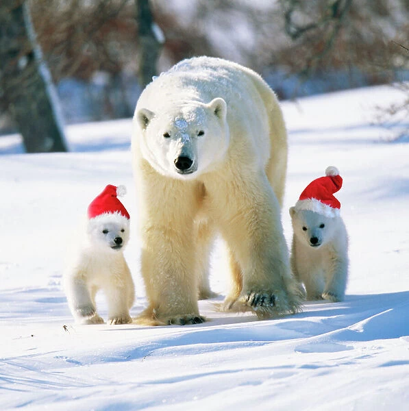 WAT-5751-C-M. Polar Bear. Parent with cubs wearing Christmas hats