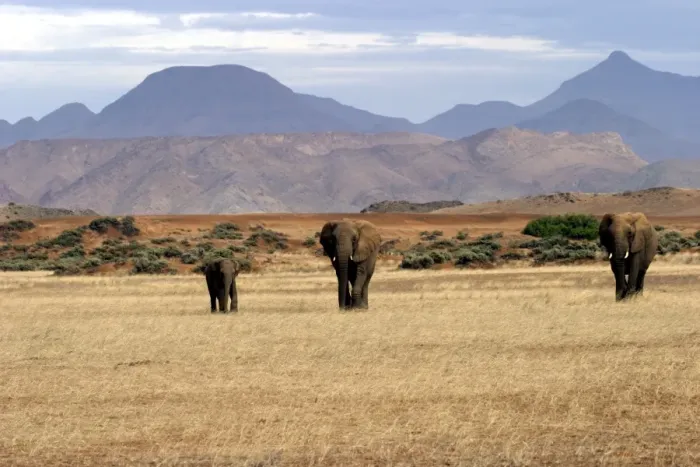 Framed Print : WAT-7910. WAT-7911. African Desert Elephant Framed Print : WAT-7910. WAT-7911. African Desert Elephant