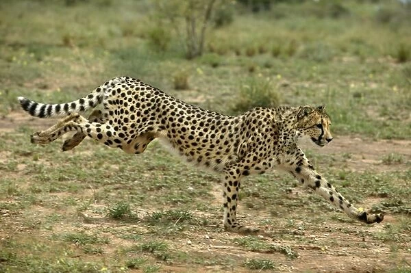 WAT-8018. Cheetah. Namibia
