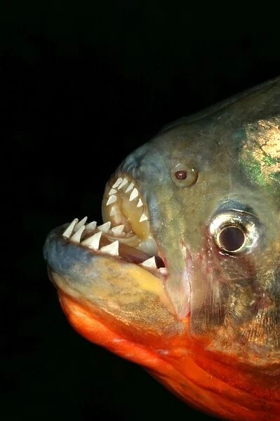 WAT-8423. Red-bellied Piranha - close-up of teeth. Llanos, Venezuela