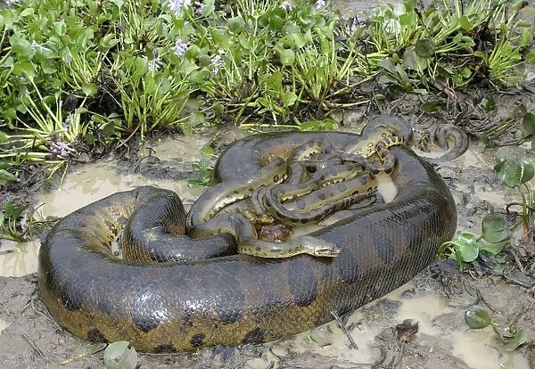 WAT-8451. Green Anaconda - mating, with 3 males, not all visible