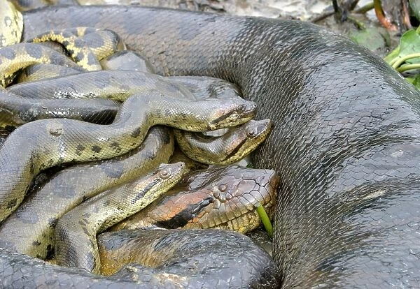 WAT-8453. Green Anaconda - mating, with 3 males. Llanos, Venezuela