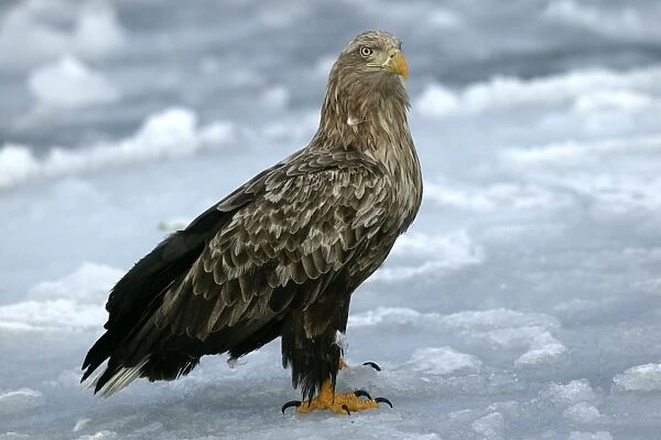 WAT-8668. White-tailed Sea  /  Grey Sea Eagle. Hokkaido, Japan