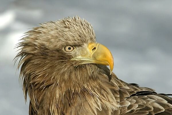 WAT-8669. White-tailed Sea  /  Grey Sea Eagle - close-up of head. Hokkaido, Japan