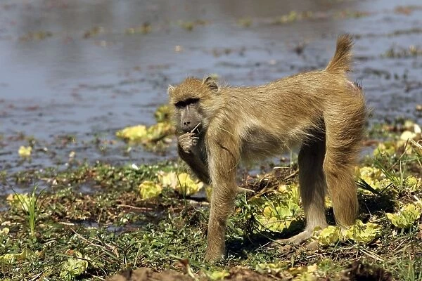 WAT-9188. Yellow Baboon - eating. South Langwa valley - Zambia - Africa