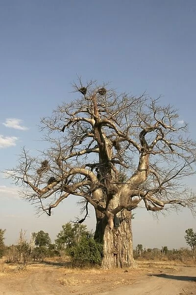 WAT-9190. Baobab Tree. South Langwa Valley - Zambia - Africa