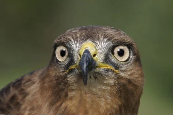 WAT-9692. Jackal buzzard - close-up of face showing beak. South Africa