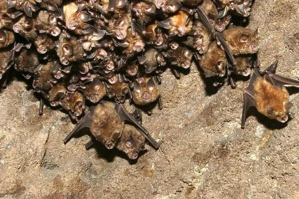 WAT-9842. Great Indian Horseshoe Bats - hanging at roost.. Bandhavgarh NP, India
