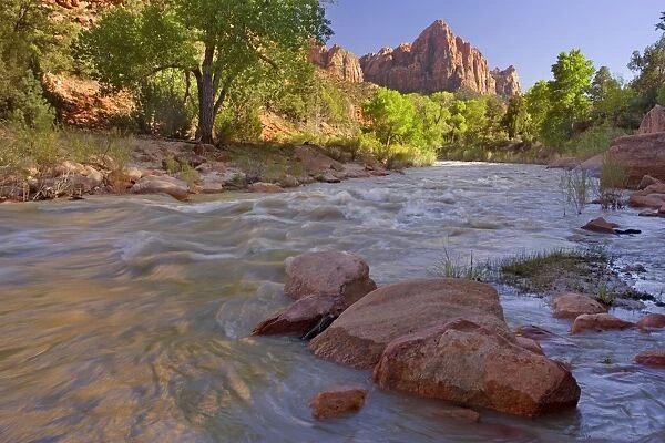 The Watchman - Virgin River flowing through Zion Canyon passing The Watchman mountain - Spring - with Cottonwood trees - Zion National Park, Utah, USA