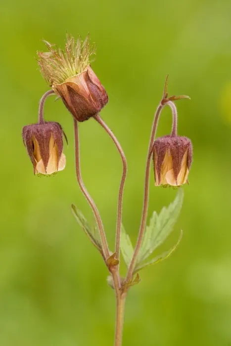 Framed Print : Water Avens (Geum rivale) in flower Framed Print : Water Avens (Geum rivale) in flower