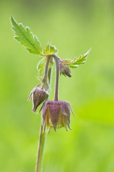 Framed Print : Water Avens - showing close up of flower head in flower - May - Longdon - Staffordshire - England Framed Print : Water Avens - showing close up of flower head in flower - May - Longdon - Staffordshire - England