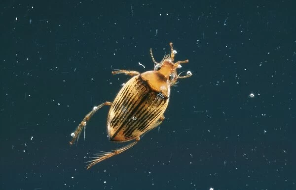 Water Beetle AP 498 Haliplus sp. © Dennis Avon  /  ARDEA LONDON