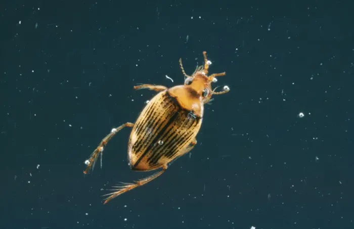 Framed Print : Water Beetle AP 498 Haliplus sp. © Dennis Avon / ARDEA LONDON Framed Print : Water Beetle AP 498 Haliplus sp. © Dennis Avon / ARDEA LONDON