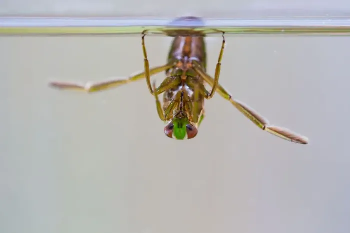 Framed Print : Water Boatman - UK Framed Print : Water Boatman - UK