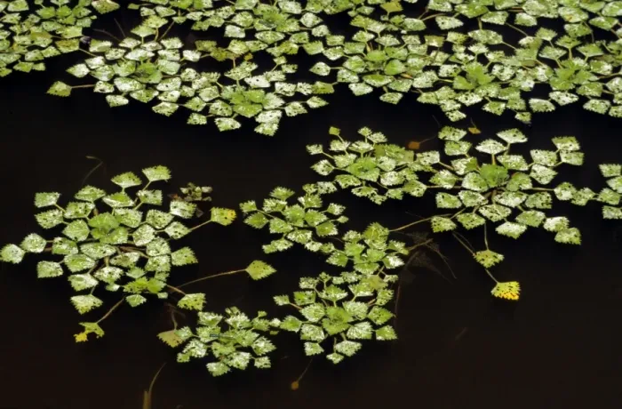 Framed Print : Water chestnut on pond Framed Print : Water chestnut on pond