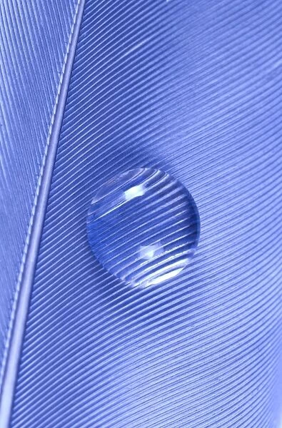 Water Drop on Blue Feather