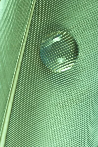 Water drop on green feather