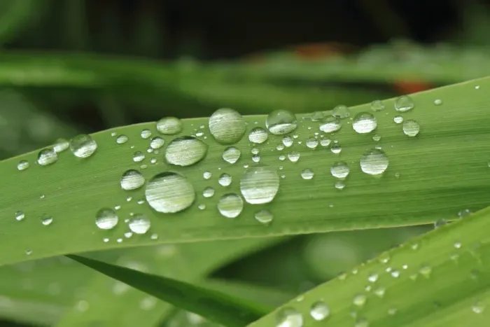 Framed Print : Water Droplets Framed Print : Water Droplets