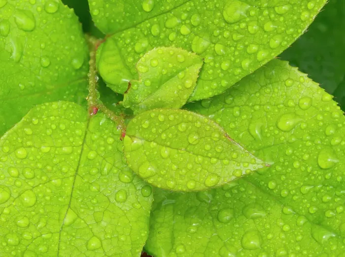 Framed Print : Water drops on Salal leaves Date: 12-07-2020