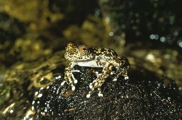 Water Fall  /  Torrent Frog Australia